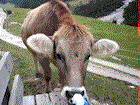 Cow seen on hike in Austrian Alps